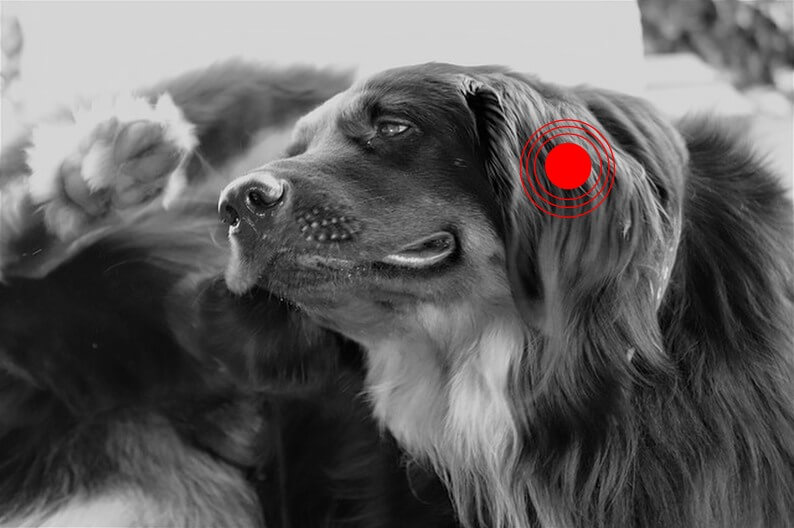 allergies environnementales saisonnières au niveau des oreilles chez le chien